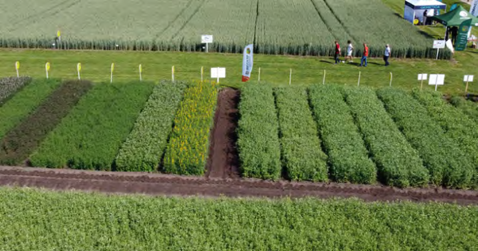 plonowanie bobowatych