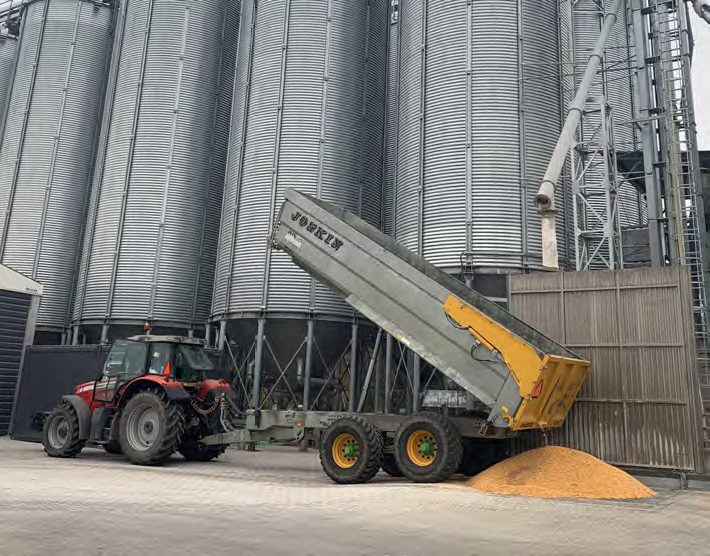 Jak wybrać odmianę kukurydzy na ziarno? Najważniejsze kryteria 2