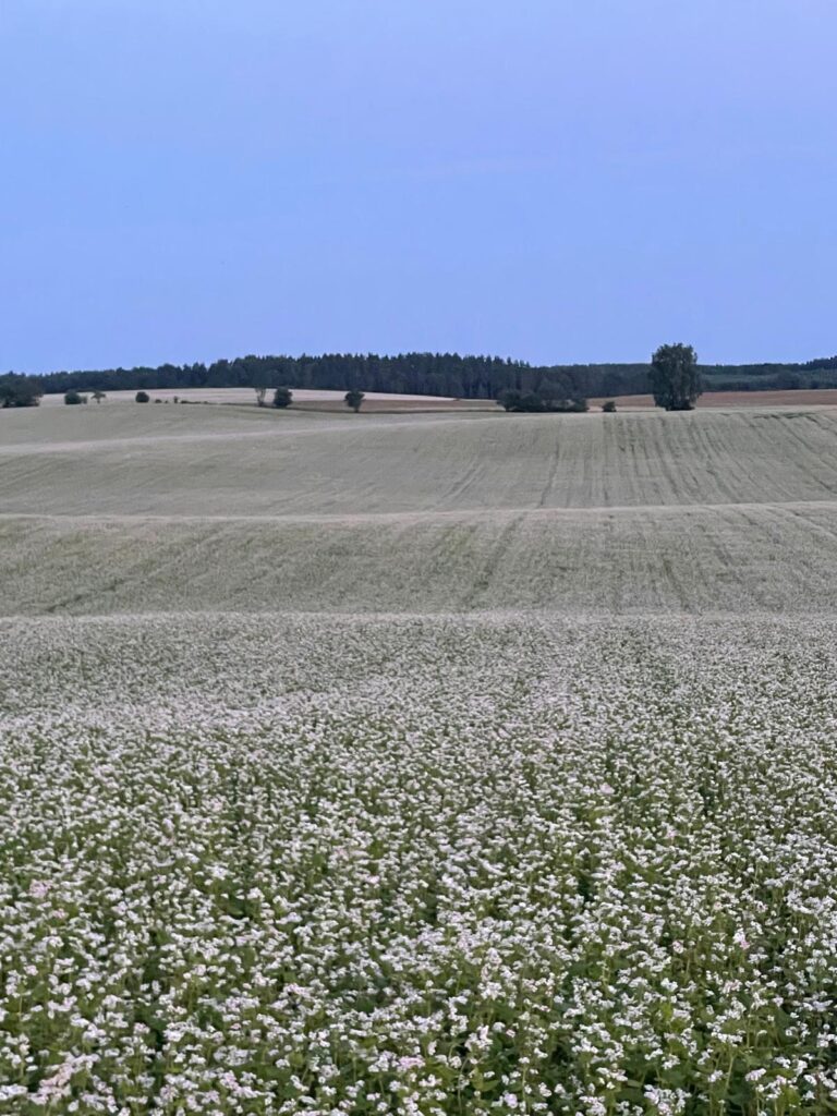 Czy rolnictwo ekologiczne sprawdza się na lekkich glebach? 4 Czy rolnictwo ekologiczne sprawdza się na lekkich glebach?