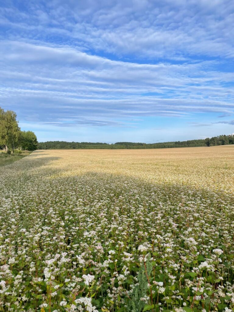 Czy rolnictwo ekologiczne sprawdza się na lekkich glebach? 3 Czy rolnictwo ekologiczne sprawdza się na lekkich glebach?
