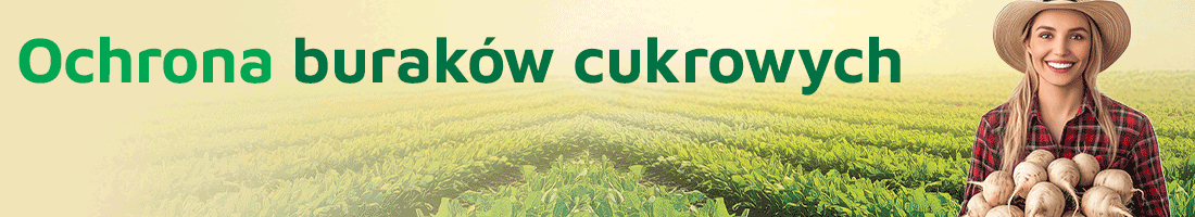 Odchwaszczanie buraka cukrowego. Jaka strategia w 2026 roku?