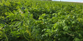 Poplony a żyzność gleby