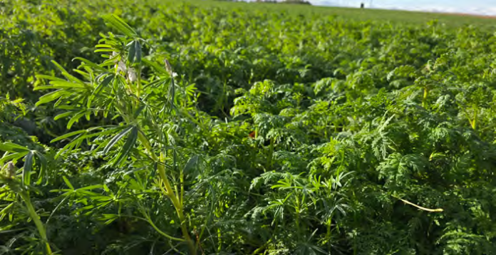 Poplony a żyzność gleby