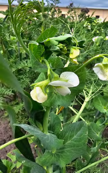 Poplony a żyzność gleby – jak rośliny odbudowują biologię gleby? 2