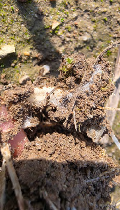 Poplony a żyzność gleby – jak rośliny odbudowują biologię gleby? 3