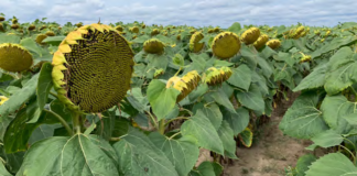 integrowana produkcja słonecznika