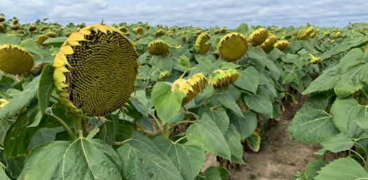 integrowana produkcja roslin