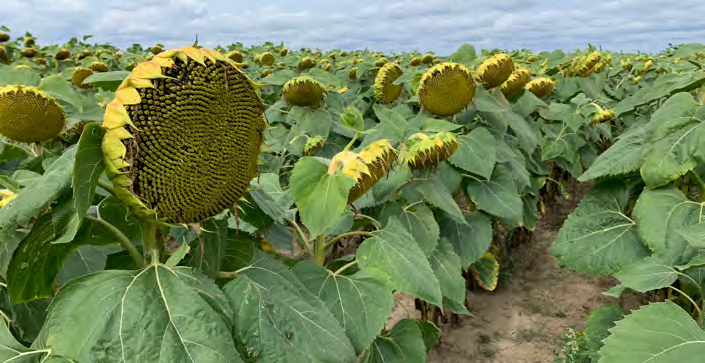 Integrowana produkcja słonecznika – 13 kluczowych wymagań IP