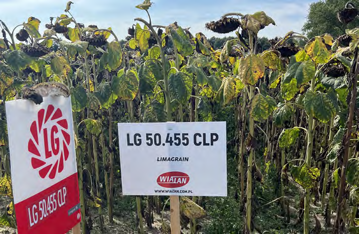 Integrowana produkcja słonecznika – 13 kluczowych wymogów IP 2 integrowana produkcja słonecznika