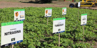 Szczepienie nasion bobowatych