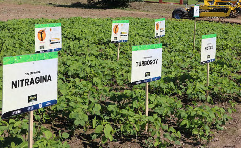 Szczepionki bakteryjne dla roślin bobowatych – jak bakterie zwiększają plon i żyzność gleby?