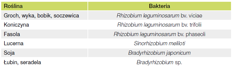 Szczepionki bakteryjne dla roślin bobowatych – jak bakterie zwiększają plon i żyzność gleby?