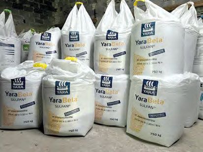 Nawożenie azotem ozimin – jak zaplanować dawki i zwiększyć plon? 3