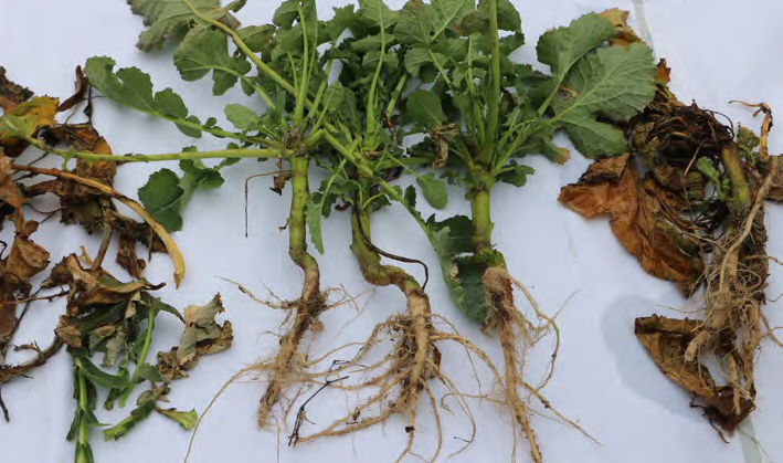 Nawożenie azotem ozimin – jak zaplanować dawki i zwiększyć plon? 2