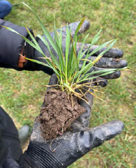 Nawożenie azotem ozimin – jak zaplanować dawki i zwiększyć plon? 6