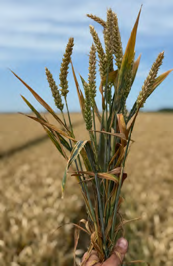 Choroby zbóż a zmiany klimatu – jak rośnie presja patogenów?