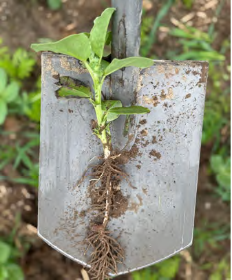 Groch, bobik i łubin – jak zwiększyć plonowanie bobowatych? 1 Bobowate grubonasienne – uprawa, odmiany i plonowanie w Polsce