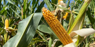 kukurydza na ziarno