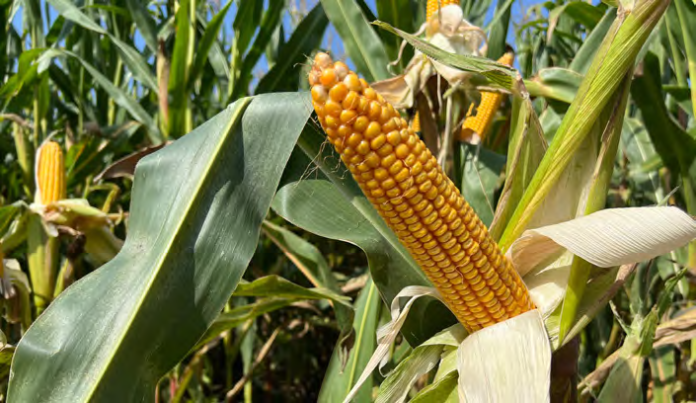 kukurydza na ziarno