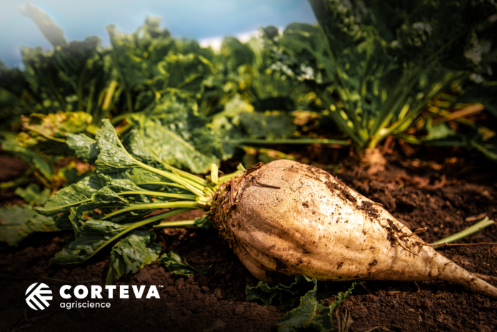 Corteva-burak cukrowy