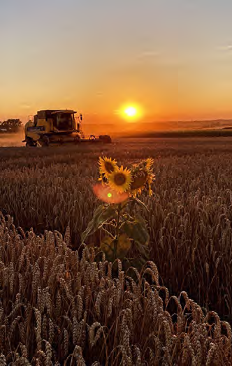 Uprawa bezorkowa w praktyce – jak rolnik zwiększył plony i obniżył koszty? 2