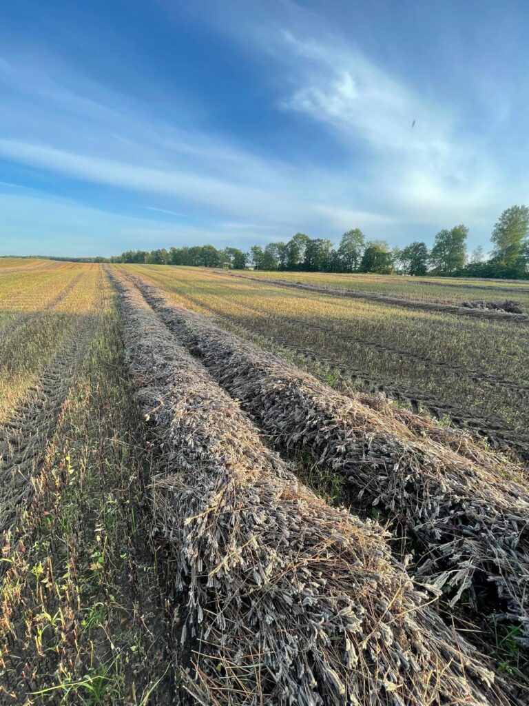 Czy rolnictwo ekologiczne sprawdza się na lekkich glebach? 10 Czy rolnictwo ekologiczne sprawdza się na lekkich glebach?