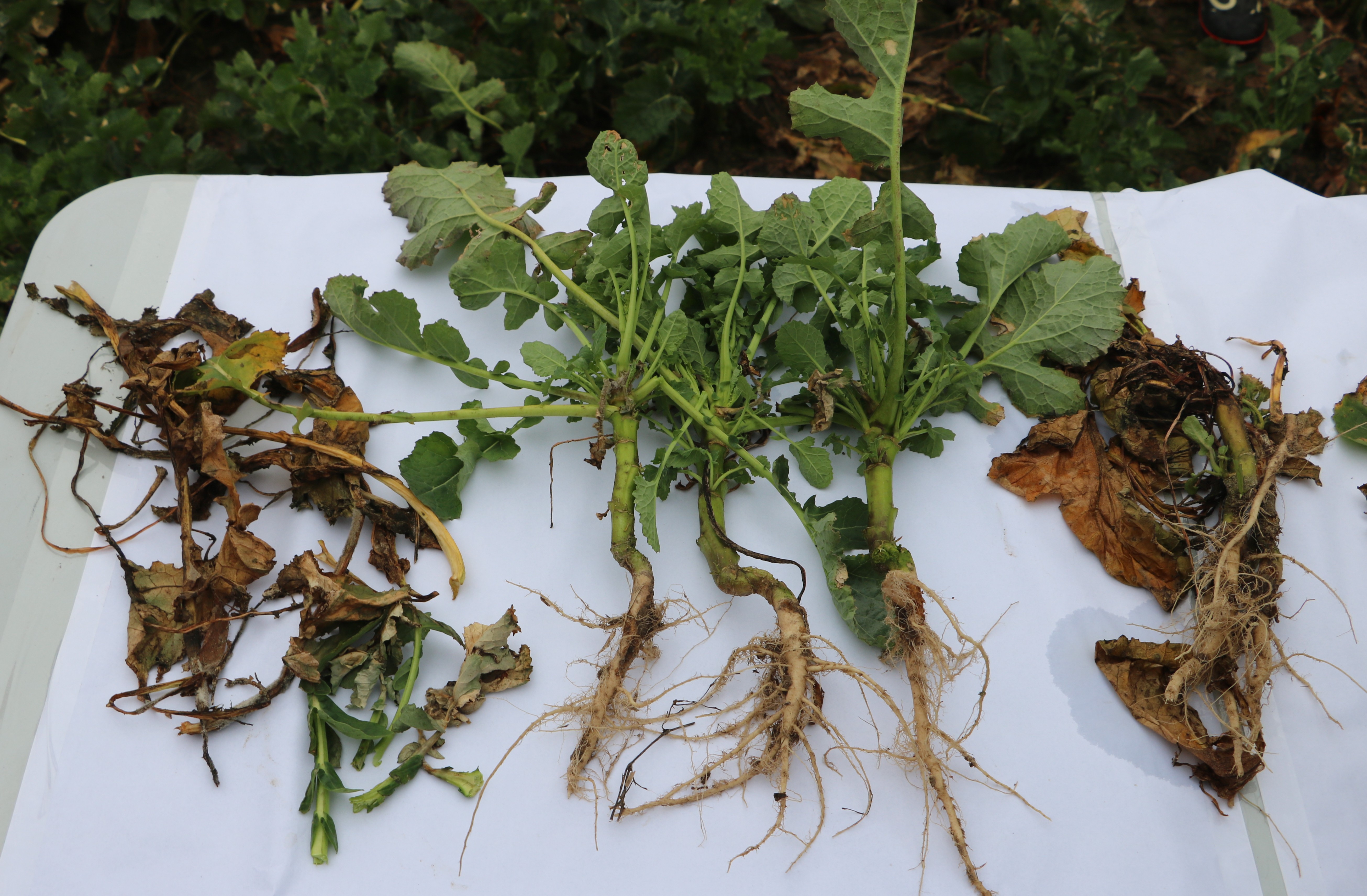 Regulacja pokroju i ochrona fungicydowa. Jak zadbać wiosną o rzepak?