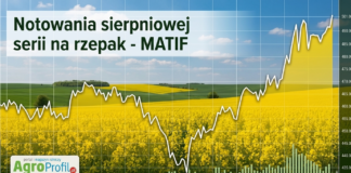 Cena rzepaku na Matif