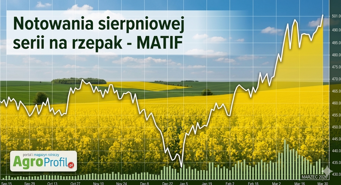 Cena rzepaku: Nowy zbiór powyżej 500 EUR goni cenę starych nasion