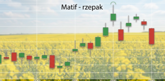 Ceny rzepaku na Matif spadły poniżej 500 eur/t