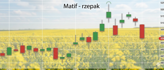 Ceny rzepaku na Matif spadły poniżej 500 eur/t