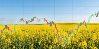 cena rzepaku - MATIF