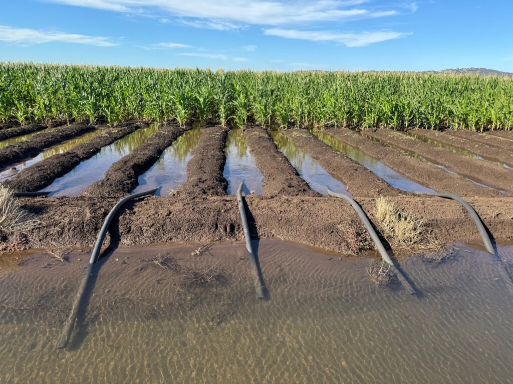 Jak Australia buduje potęgę rolną? – rolnictwo w temperaturach rzędu 50°C [ROLNICTWO ŚWIATA]