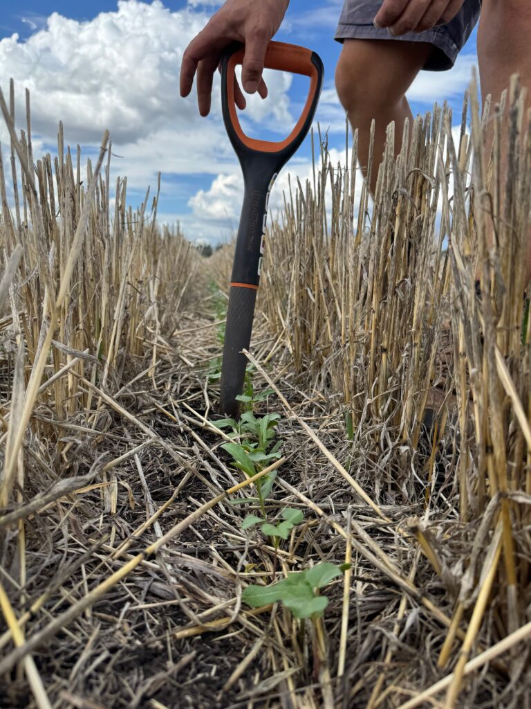 Jak Australia buduje potęgę rolną? – rolnictwo w temperaturach rzędu 50°C [ROLNICTWO ŚWIATA]