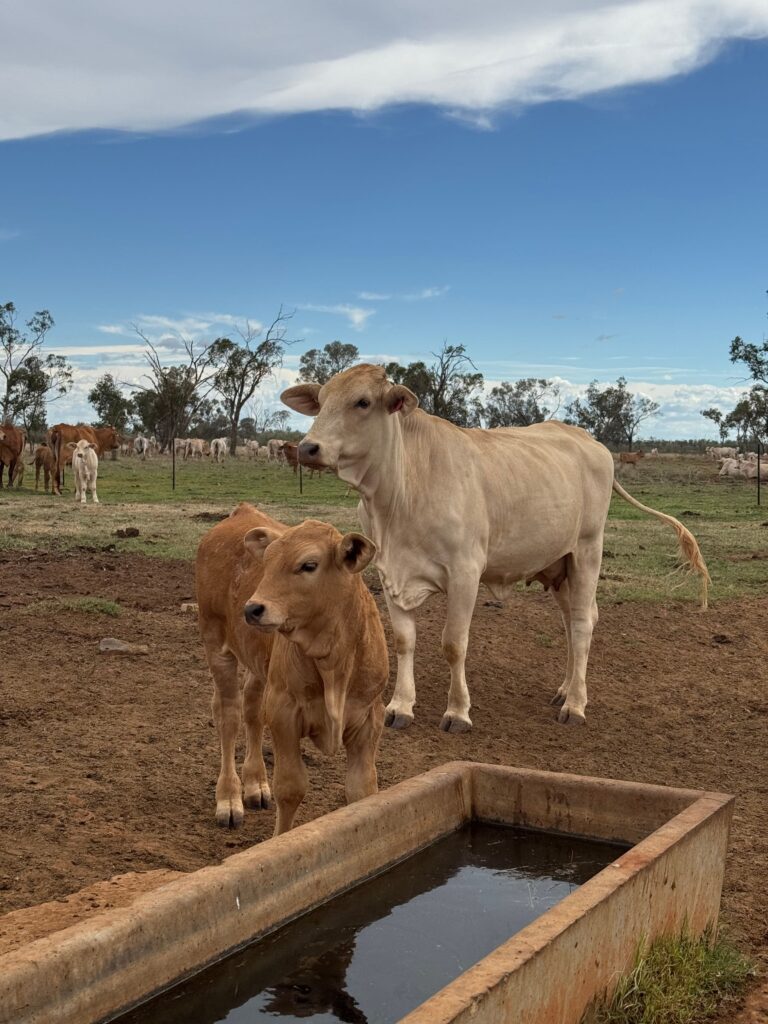 Jak Australia buduje potęgę rolną? – rolnictwo w temperaturach rzędu 50°C [ROLNICTWO ŚWIATA]