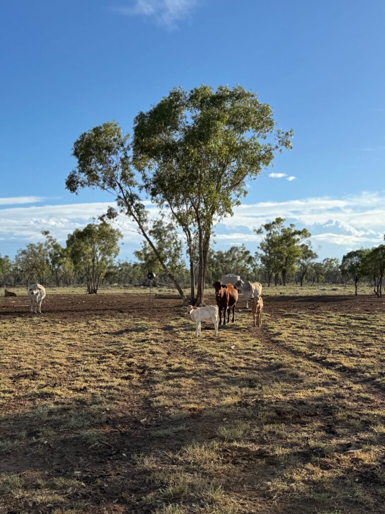 Jak Australia buduje potęgę rolną? – rolnictwo w temperaturach rzędu 50°C [ROLNICTWO ŚWIATA]