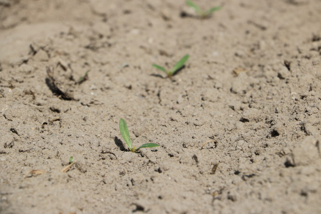 Odchwaszczanie buraka cukrowego. Jaka strategia w 2026 roku?