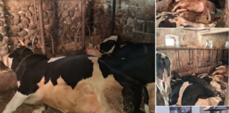 Zdjęcia: Barbara Stępniak Wójt Gminy Szczawin Kościelny