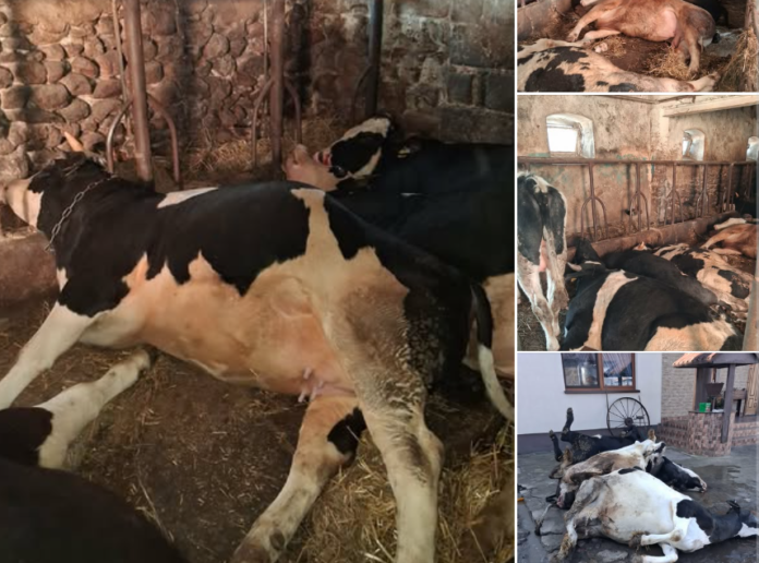 Zdjęcia: Barbara Stępniak Wójt Gminy Szczawin Kościelny