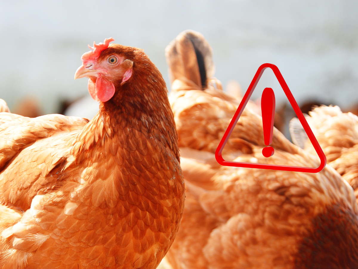 ALERT: Rzekomy pomór drobiu wymyka się spod kontroli? Czarna seria ognisk w całej Polsce!