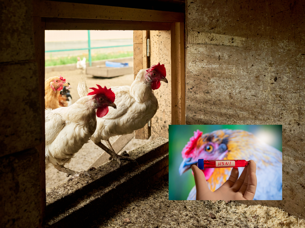 Nowe ogniska ptasiej grypy 2026: wirus tnie stada w pień!