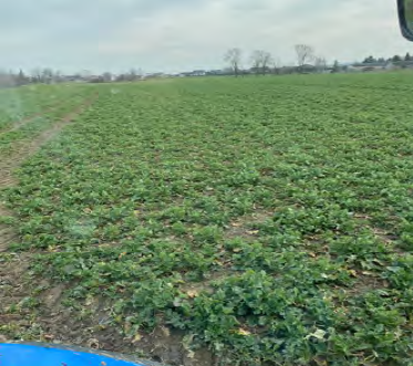 Uprawa bezorkowa w praktyce – jak rolnik zwiększył plony i obniżył koszty? 5