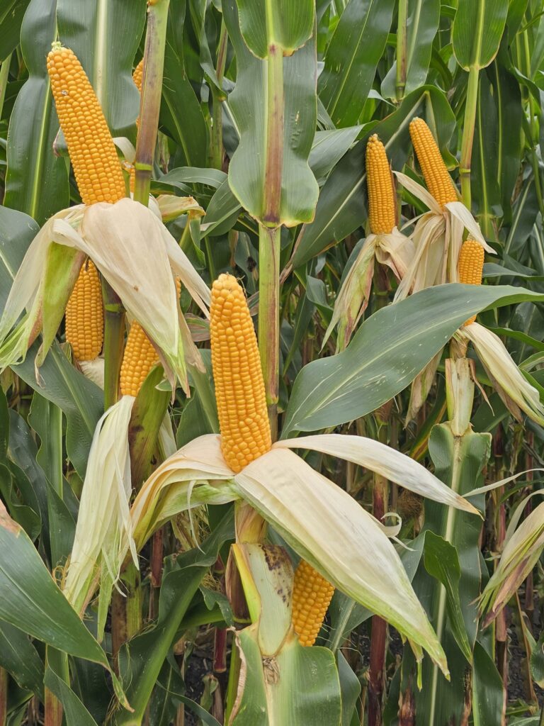 Odmiany kukurydzy na kiszonkę – w KR 317 kreacji. Sprawdź jaką wybrać! 2