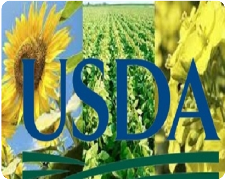 Raport USDA: Rekordowa produkcja i silny popyt na rynku oleistych