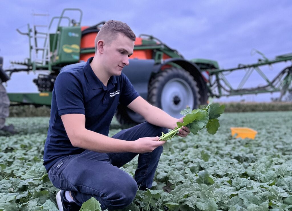 Szkodniki rzepaku to rosnące zagrożenie. Powód? Brak insektycydów i zmiany klimatu