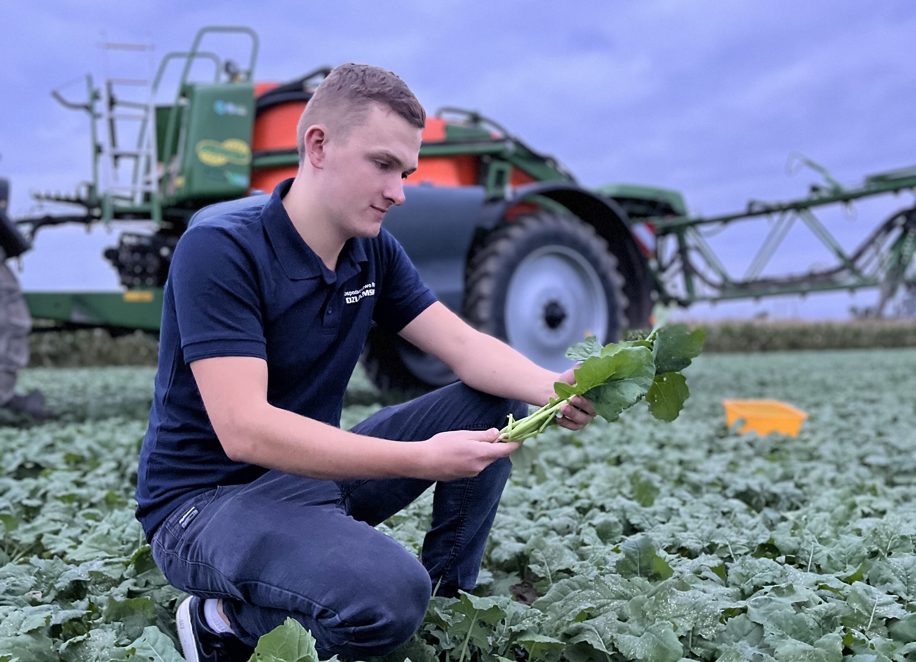 Szkodniki rzepaku to rosnące zagrożenie. Powód? Brak insektycydów i zmiany klimatu
