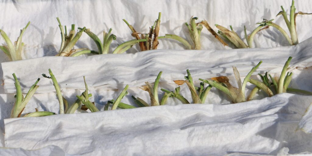 przezimowanie zbóż i rzepaku