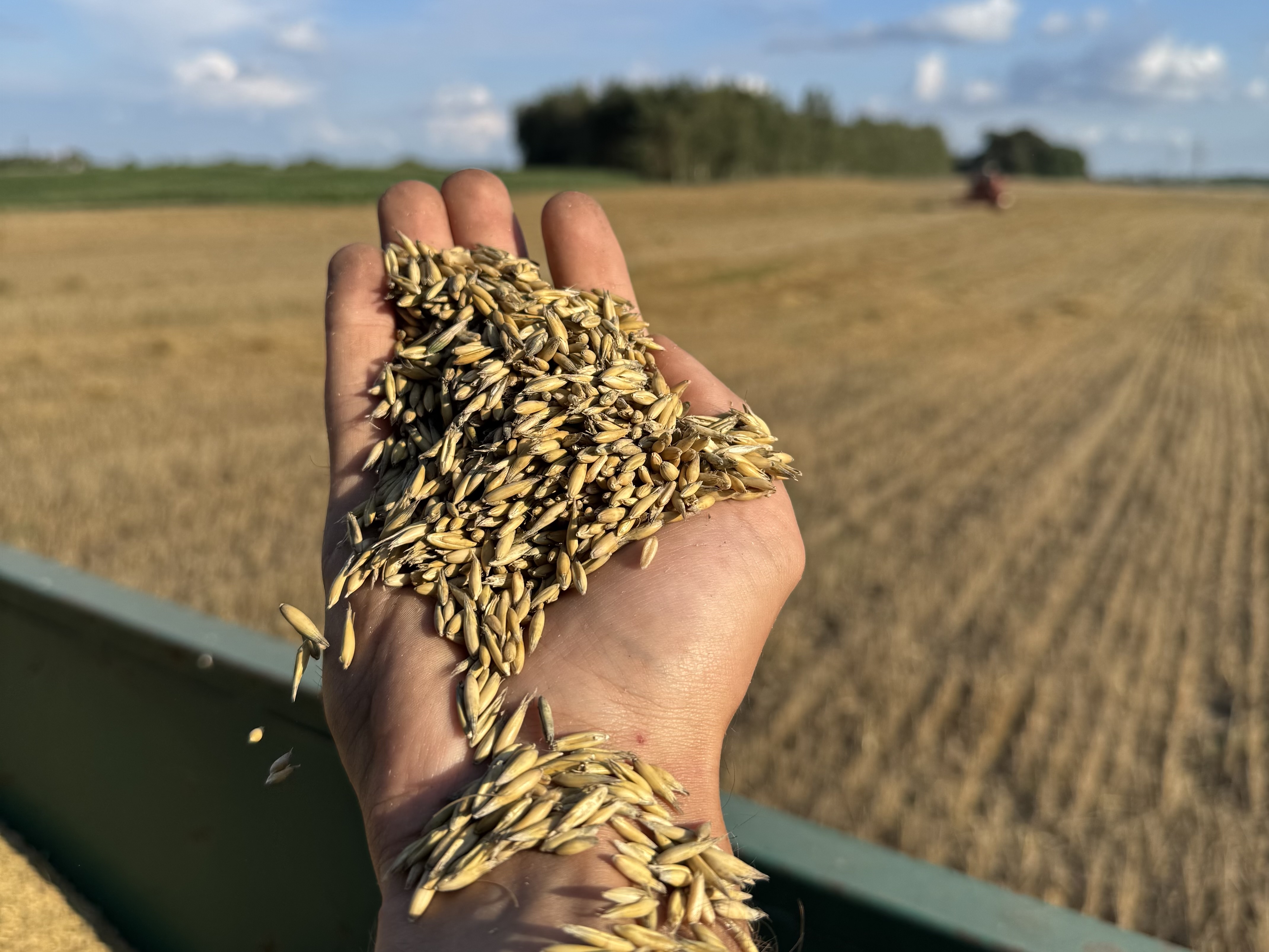 Odmiany owsa – do wyboru 38 kreacji! Jaką wybrać?