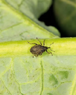 Szkodniki rzepaku to rosnące zagrożenie. Powód? Brak insektycydów i zmiany klimatu