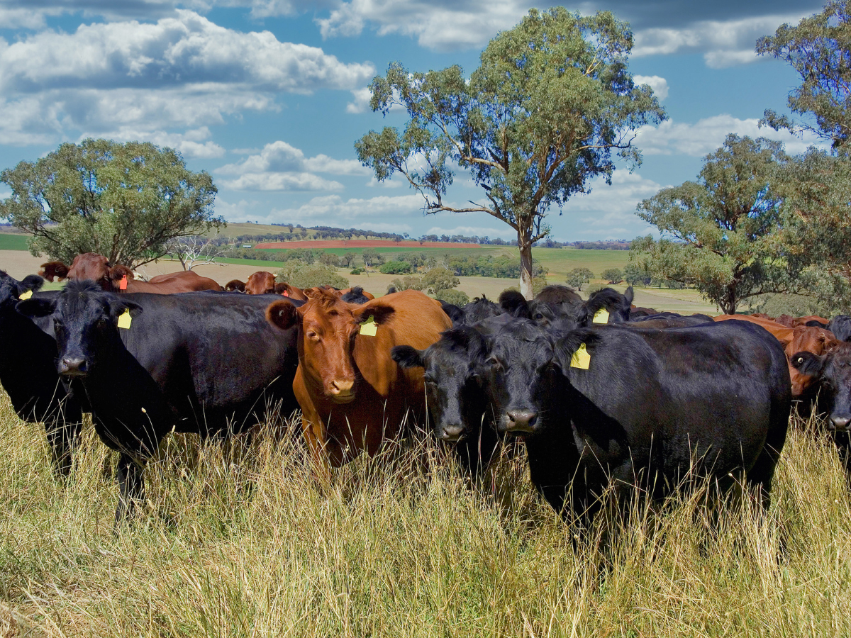 Kolejny cios w polską wieś: Umowa UE-Australia wraca do gry. Bruksela wybiera import zamiast własnej żywności!!!